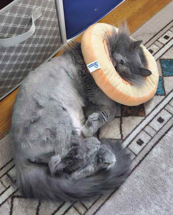 Donut Dreams