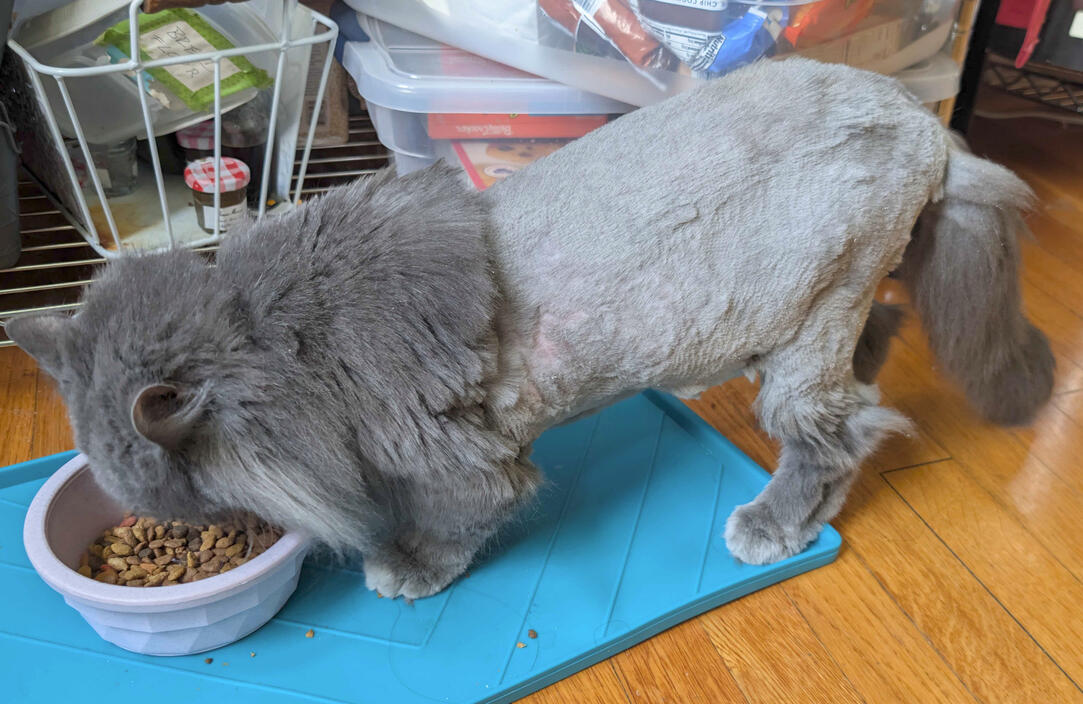 Psuedo Lion cut