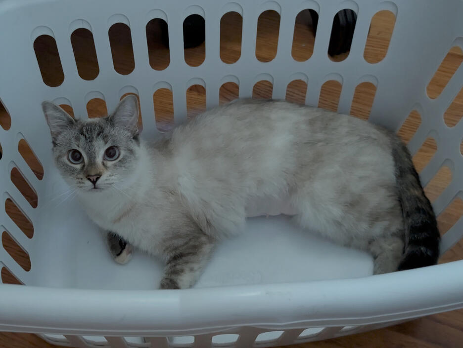 Laundry Cat Laundry Cat