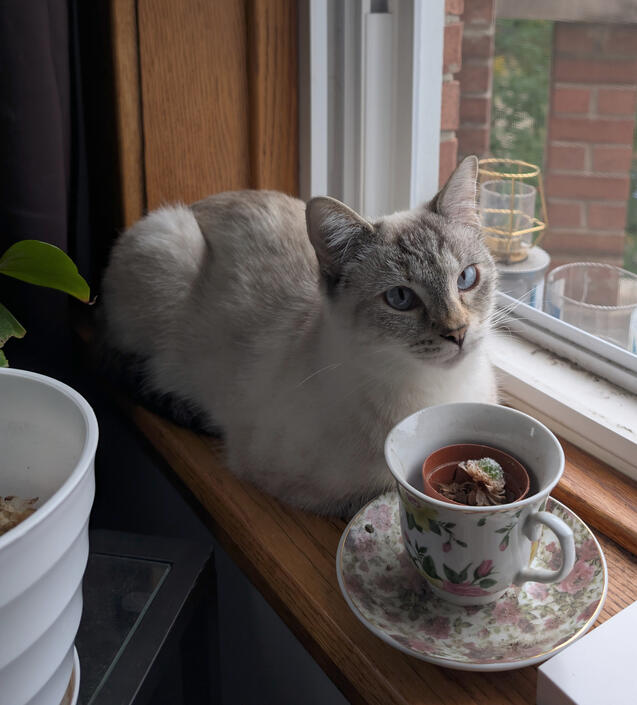 Teatime with pumpkin