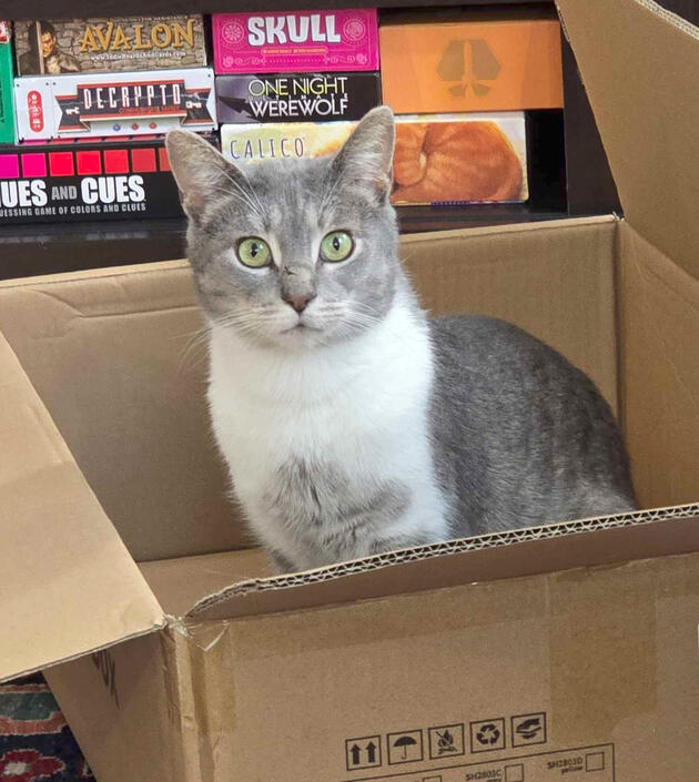 Boxcat Boxcat
