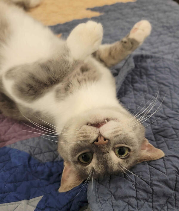 UpsideDownCat UpsideDownCat