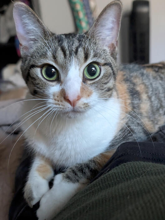 Playful Eyes Playful Eyes