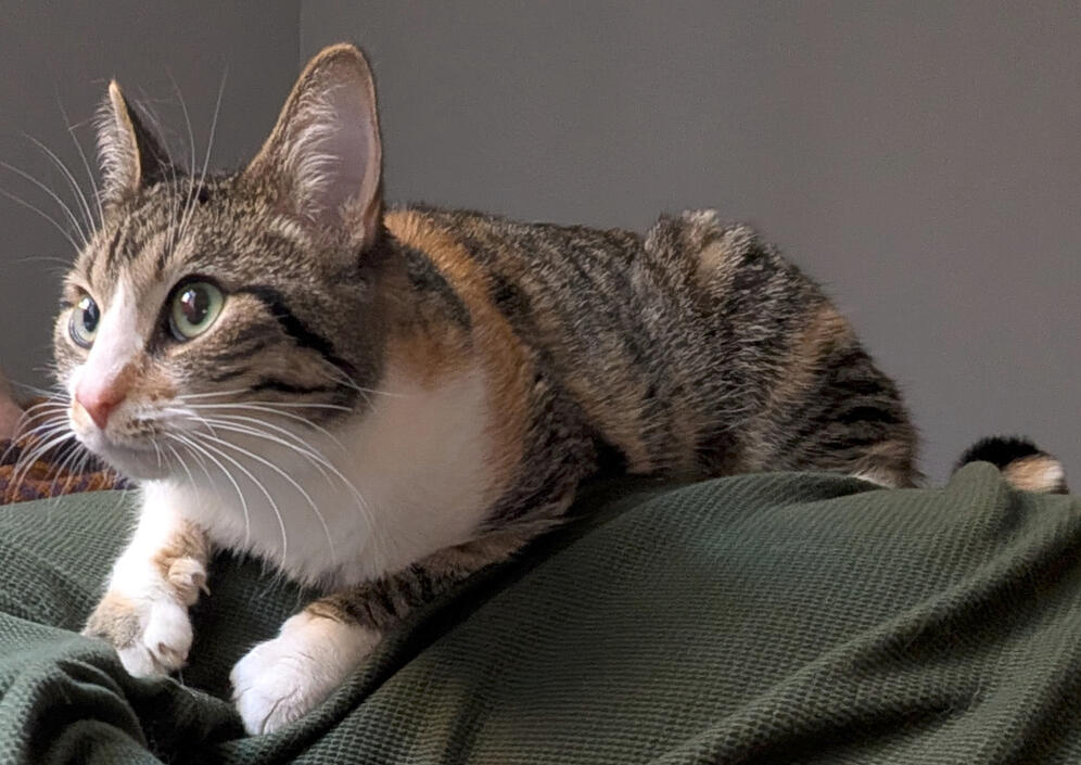 Bird Watching Bird Watching