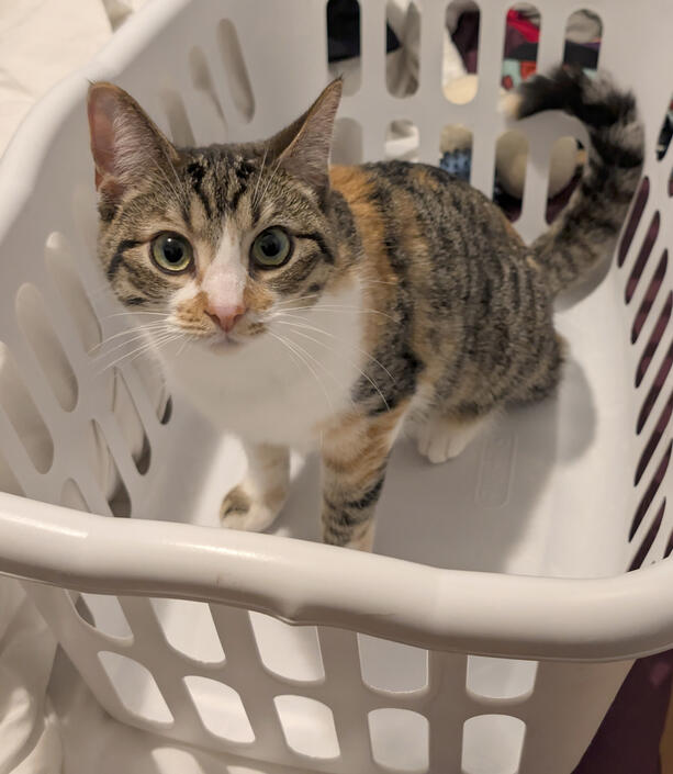 Laundry Cat